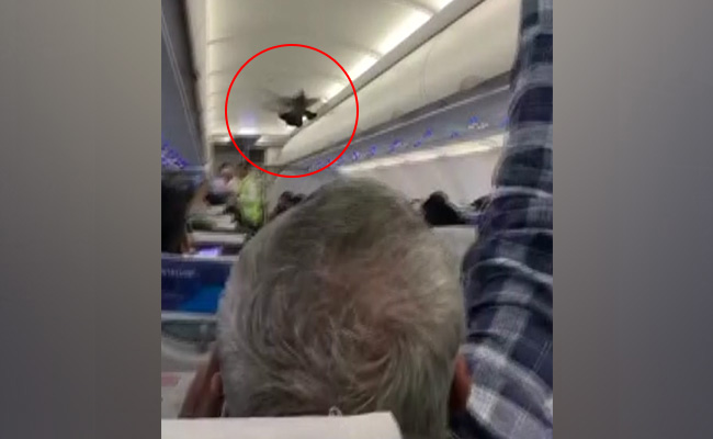 Watch: Pigeons Fly Inside GoAir Plane, Passengers Try To Catch Them