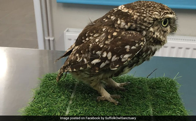 Obese Owl That Was Once Too Fat To Fly Has Been Released Back Into Wild