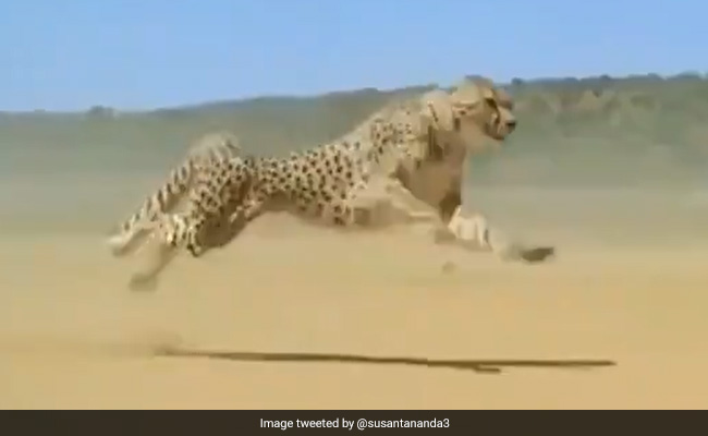 102 किमी प्रति घंटे की रफ्तार से दौड़ा चीता, नहीं देखा होगा आपने इतना शानदार Video