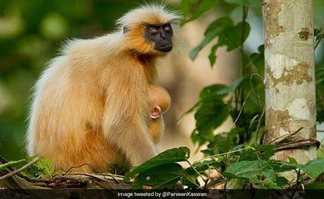 असम के उमानंदा द्वीप के आखिरी गोल्डन लंगूर ने तोड़ दिया दम, मिस्टर इंडिया के डायरेक्टर बोले- बहुत दुखद...देखें Video