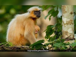 Golden Langur Case Is Pursued Aggressively: Assam Forest Minister