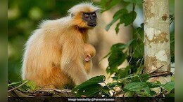 Golden Langur Case Is Pursued Aggressively: Assam Forest Minister