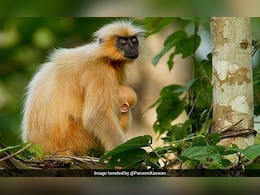 Golden Langur Case Is Pursued Aggressively: Assam Forest Minister