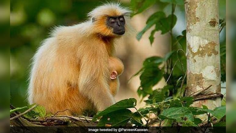 Golden Langur Case Is Pursued Aggressively: Assam Forest Minister