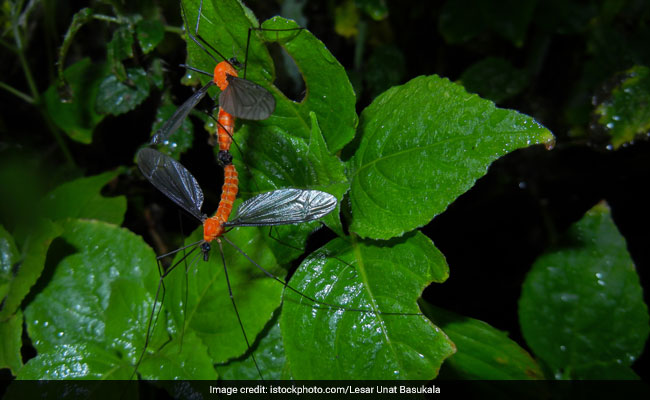 Half-A-Million Insect Species Face Extinction: Scientists