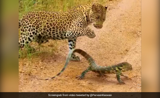 Watch Who Comes Out On Top In This Leopard Vs Monitor Lizard Fight