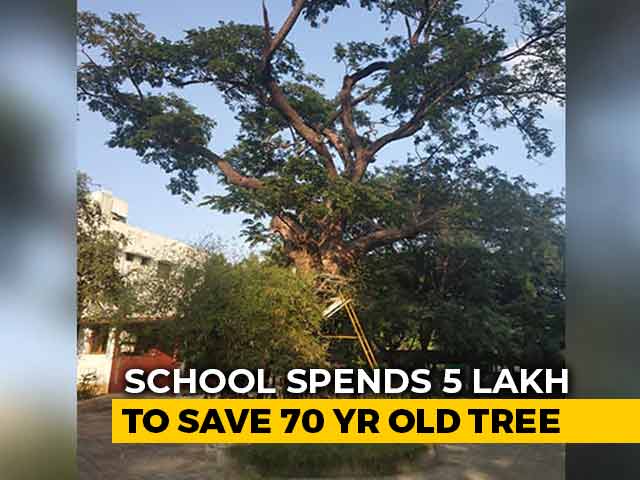 Chennai School Spends Rs 5 Lakh to Save Old Tree.