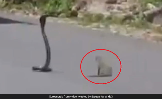 बीच सड़क पर हुई नेवले और कोबरा के बीच जंग, Video में देखें आखिर में किसकी हुई जीत...