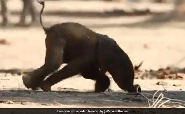 Video Of Baby Elephant Trying To Take First Steps Wins Social Media