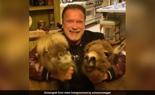 Trending: Arnold Schwarzenegger's Mini Pets Steal The Show In Video On Coronavirus