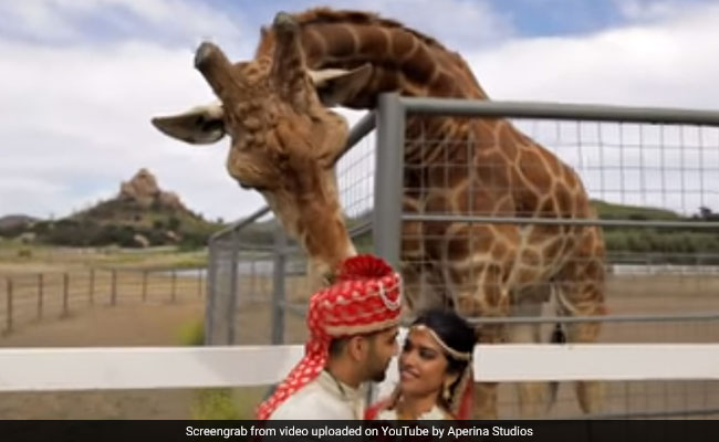 कपल करा रहा था फोटोशूट तभी पीछे खड़े जिराफ ने किया ऐसा और फिर... देखें Viral Video