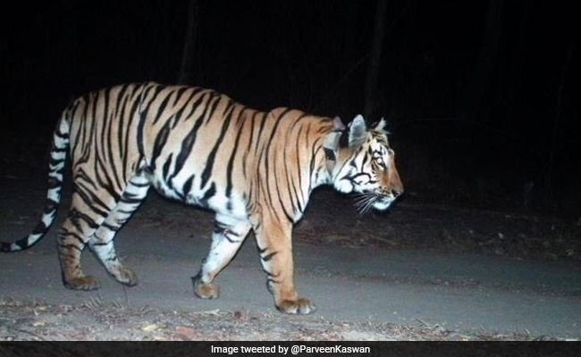 भारत में 'गर्लफ्रेंड' की तलाश में 2 हजार किलोमीटर पैदल चला बाघ, लोग बोले- 'Tinder पर ढूंढो...'