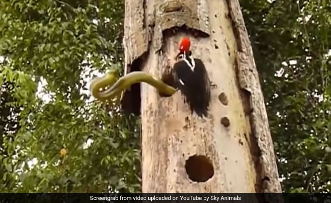 Woodpecker Fights 10-Foot Snake To Save Her Eggs In Chilling Video