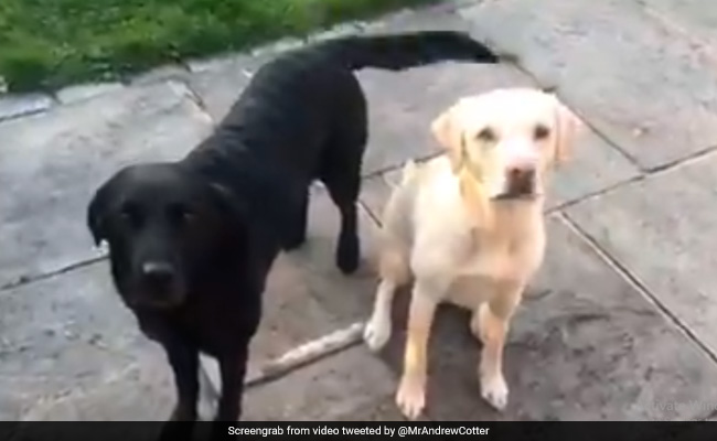 लॉकडाउन की वजह से घर में बैठे मशहूर कमेंटेटर ने पालतू कुत्तों के लिए की कमेंट्री, देखें Video