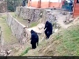 Watch: What Happens When Officials In Bear Costumes Confront Monkeys Watch: What Happens When Officials In Bear Costumes Confront Monkeys