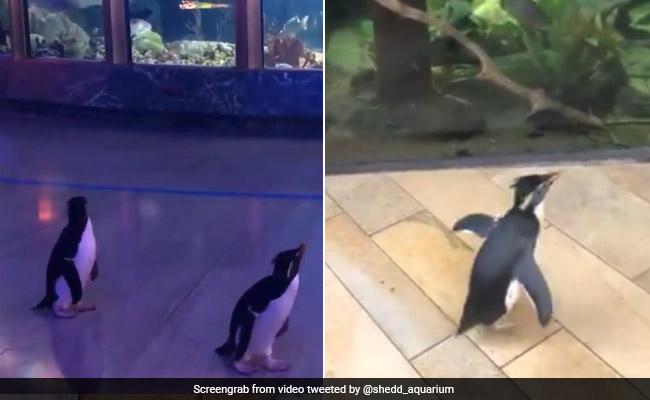 Viral Video: Penguins Tour Aquarium Closed Due To Coronavirus