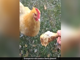 TikTok Viral Video: मुर्गे को दिखाया चिकन लेग पीस तो उसने किया कुछ ऐसा... देखकर डर गया मालिक TikTok Viral Video: मुर्गे को दिखाया चिकन लेग पीस तो उसने किया कुछ ऐसा... देखकर डर गया मालिक