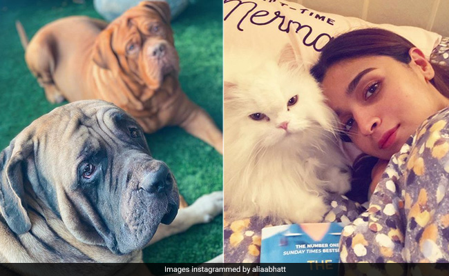 Alia Bhatt's Petstagram Game Is On Fire. But It Definitely Isn't The First Time