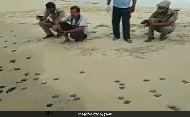 Forest Officials In Rameswaram Release Over 200 Baby Turtles Into Sea