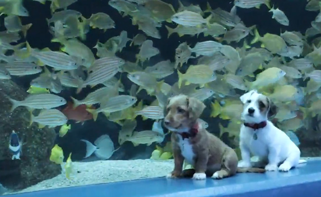 Two Puppies Visit An Aquarium. Video Has Internet Saying "Aww"