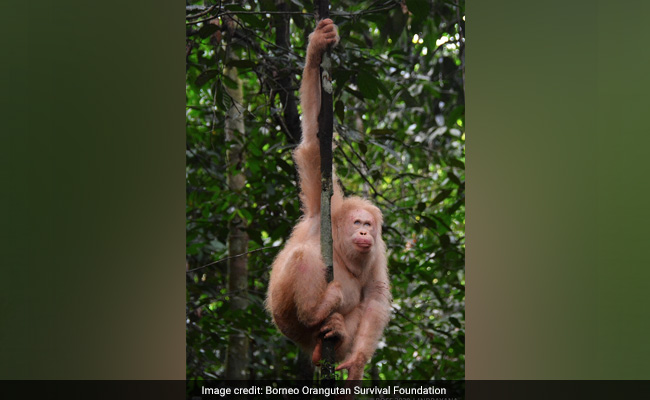 World's Only Known Albino Orangutan Spotted In Borneo Rainforest