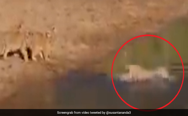 शेरनी ने ऐसे पार कराई अपने बच्चों को नदी, डूबने लगा बच्चा तो किया कुछ ऐसा... देखें पूरा Video