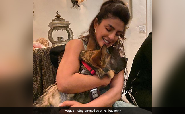Priyanka Chopra Enjoys "Staying At Home" During Coronavirus Scare And Credit Goes To Nick Jonas' Dog Gino. See Pics