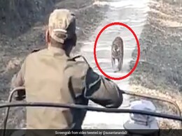 जंगल में गाड़ी को देख जोर से दहाड़ा बाघ, डरकर लोग बोले- 'पीछे करो, पीछे करो...' देखें पूरा Video जंगल में गाड़ी को देख जोर से दहाड़ा बाघ, डरकर लोग बोले- 'पीछे करो, पीछे करो...' देखें पूरा Video