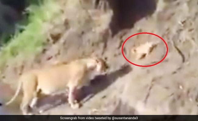 नदी पार करते हुए बीच में फंस गया शेर का बच्चा, मां दौड़ते हुए आई और किया ऐसा... देखें पूरा Video