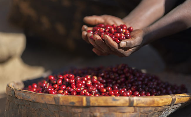 What Makes A Good Cup Of Coffee? At Araku We Get A Lesson