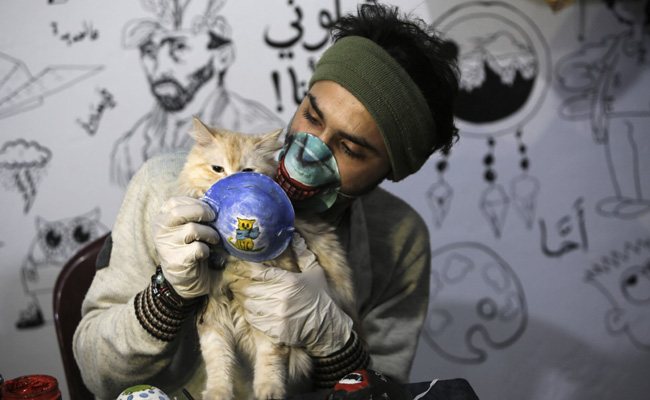 Cat Found Infected With Coronavirus By Owner In Belgium