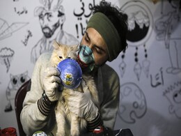 Cat Found Infected With Coronavirus By Owner In Belgium Cat Found Infected With Coronavirus By Owner In Belgium