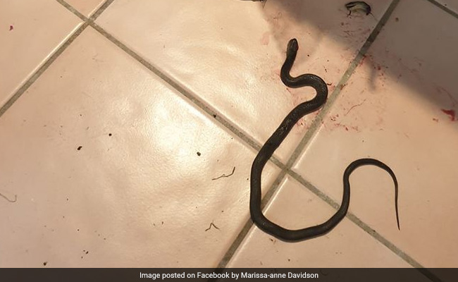 "It Was Terrifying": Woman Finds Live Snake In Bag Of Potatoes