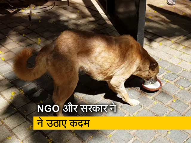 लॉकडाउन में बेजुबान जानवरों की सुध, आवारा कुत्तों के लिए भी खाने का इंतजाम