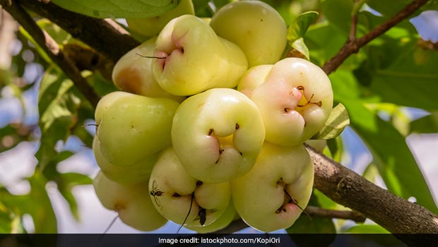White Jamun: Know The Many Benefits Of This Unique Fruit