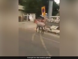 लॉकडाउन के दौरान घर में लोग बंद हैं तो वहीं नोएडा के GIP मॉल के पास सड़कों पर टहलते दिखी नीलगाय लॉकडाउन के दौरान घर में लोग बंद हैं तो वहीं नोएडा के GIP मॉल के पास सड़कों पर टहलते दिखी नीलगाय