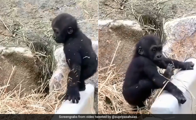 Viral Video: Baby Gorilla Jumps Around In Hay Until Mom Spoils The Fun