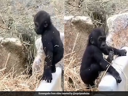 IAS ने शेयर किया गोरिल्ला के बच्चे का मजेदार वीडियो, बोलीं- 'मम्मी ने खराब कर दिया मजा...' देखें Video IAS ने शेयर किया गोरिल्ला के बच्चे का मजेदार वीडियो, बोलीं- 'मम्मी ने खराब कर दिया मजा...' देखें Video