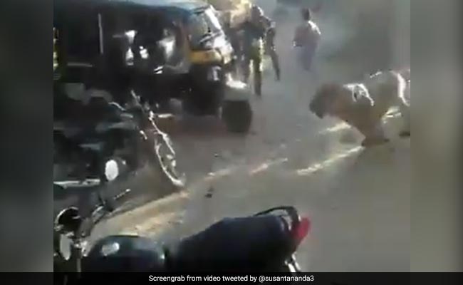 "Even Usain Bolt Can't Escape": Forest Official Shares Video Of Charging Lion