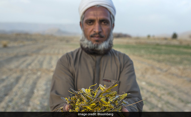 "Our Children Will Starve," Say Pakistan Farmers As Locusts Breed