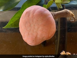 डायबिटीज को खत्म करने में कारगर है सर्दियों में मिलने वाला यह फल, इस रामबाण फल की कीमत सुनकर हैरान हो जाएंगे आप डायबिटीज को खत्म करने में कारगर है सर्दियों में मिलने वाला यह फल, इस रामबाण फल की कीमत सुनकर हैरान हो जाएंगे आप