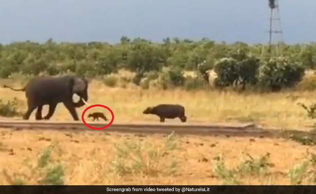 Baby Buffalo Charges At Elephant. His Mom's Reaction Has Twitter Amused
