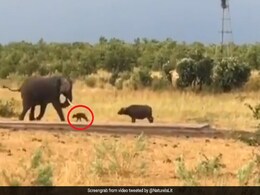 Baby Buffalo Charges At Elephant. His Mom's Reaction Has Twitter Amused Baby Buffalo Charges At Elephant. His Mom's Reaction Has Twitter Amused
