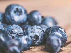 Rare Blueberry Species Rediscovered In Arunachal Forest After 188 Years