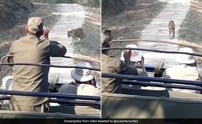 Tiger Growls While Approaching Tourist Vehicle In Chilling Video