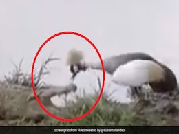 नदी किनारे आराम कर रहा था मगरमच्छ, पक्षी ने मारी चोंच तो गुस्से में आकर किया ऐसा... देखें Video नदी किनारे आराम कर रहा था मगरमच्छ, पक्षी ने मारी चोंच तो गुस्से में आकर किया ऐसा... देखें Video