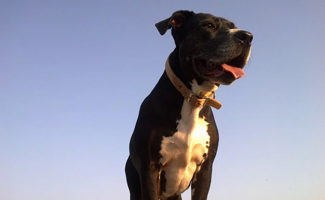 Man Tries To Teach Dog How To Drive Car, Arrested After High-Speed Chase In US