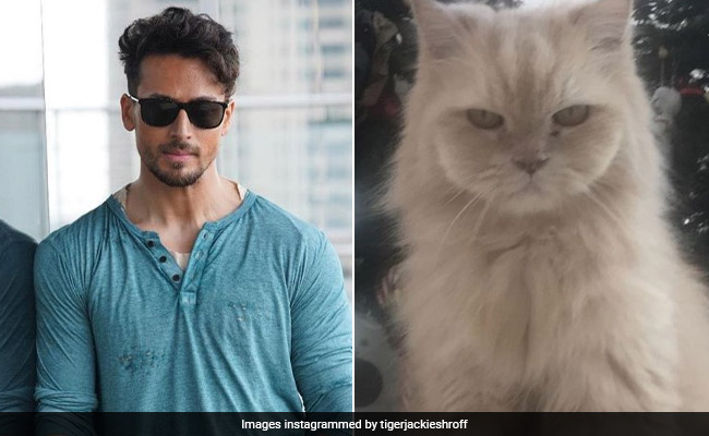 टाइगर श्रॉफ की पालतू बिल्ली का हुआ निधन, तो पोस्ट लिखकर यूं जताया दुख- देखें Photo