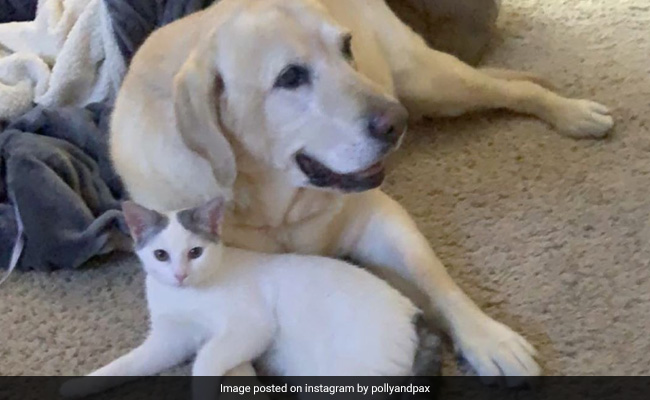 "He Fell In Love": Elderly Dog Finds A Best Friend In Orphaned Kitten