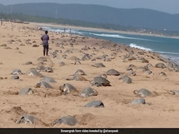Coronavirus Lockdown: घरों में बंद हुए लोग,  प्रजनन के लिए लौट आए कछुए, देखें Video Coronavirus Lockdown: घरों में बंद हुए लोग,  प्रजनन के लिए लौट आए कछुए, देखें Video